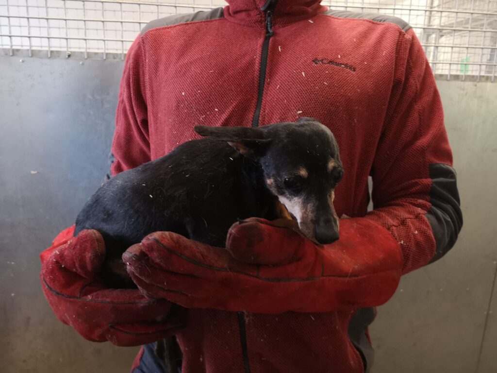 9. 3. bylo z okolí Chotěšova přijato 23 psů (psi a fenky), úředně odebráni z nevhodných podmínek chovu