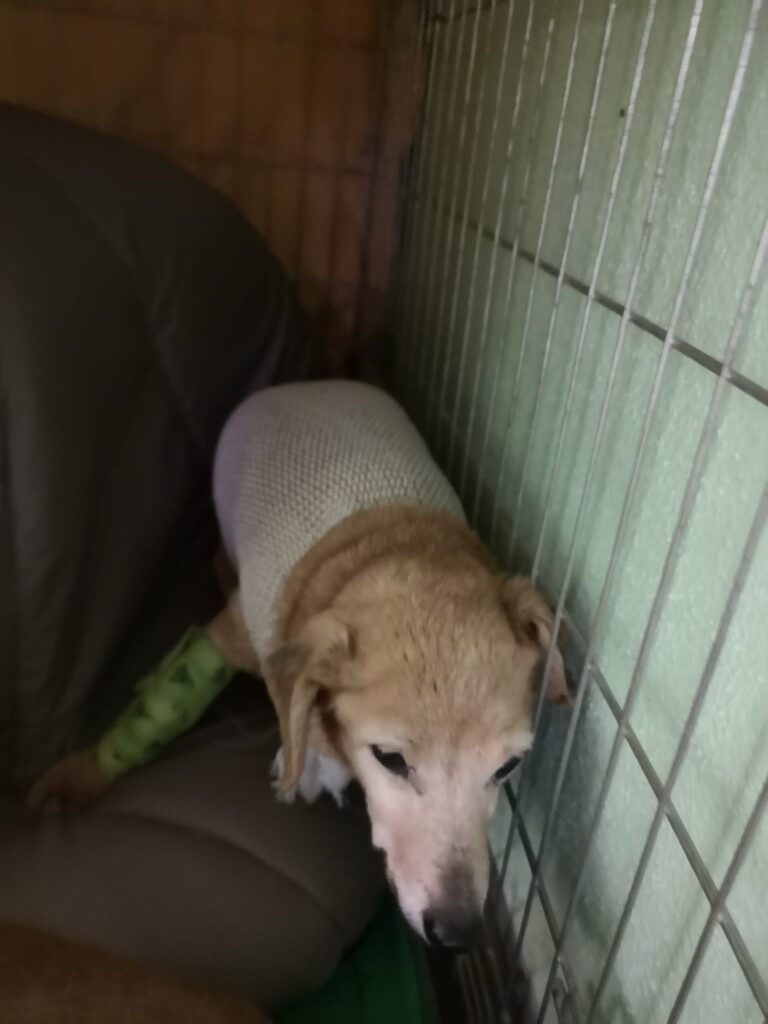 Ve čtvrtek byla odoperována psí babička Růženka. Obří tříselná kýla…