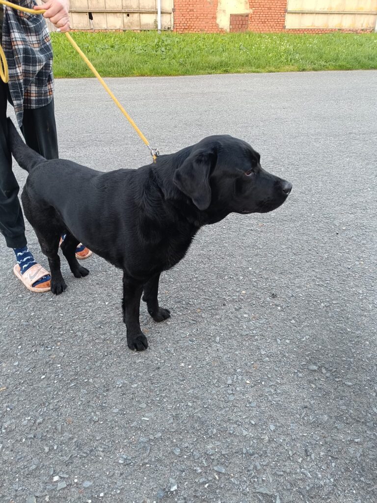 27. května nalezený labrador, mladý pes, v Hutích pod Třemšínem, Příbramsko. Hledá se majitel!