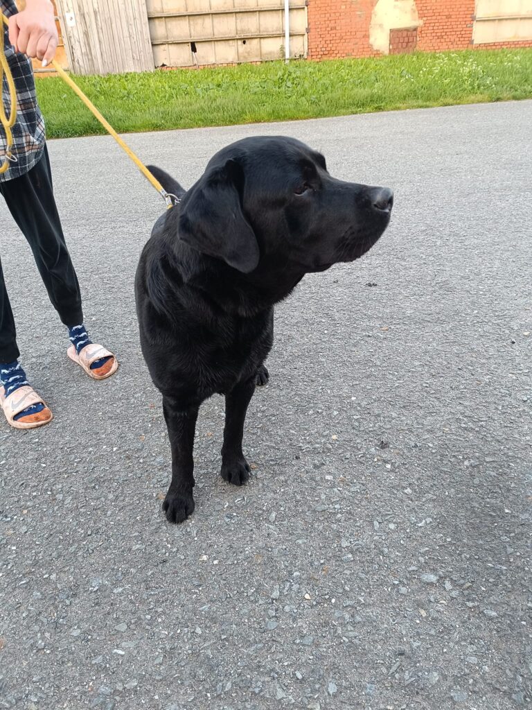 27. května nalezený labrador, mladý pes, v Hutích pod Třemšínem, Příbramsko. Hledá se majitel!