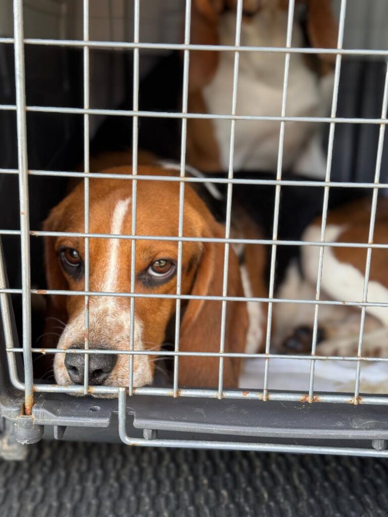 Ve středu jsme přivezli šest nádherných a statečných psích kluků z laboratoře