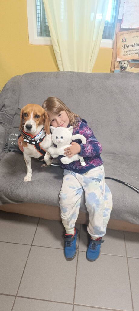 Domů odjela bíglička z laboratoře Lada (k bígličce Skořici, která byla adoptována před rokem) a pejsek Pyrit