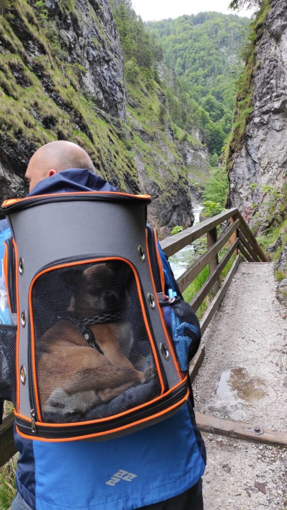 Zdraví nás Tipík, čivaváček z útulku