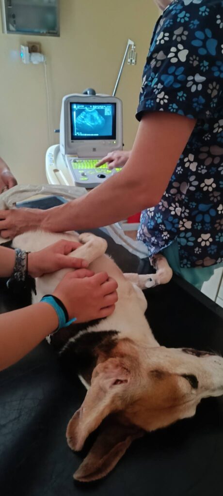 Provedena zubní hygiena Allenovi a Jadeitovi, bíglíčkům z laboratoře