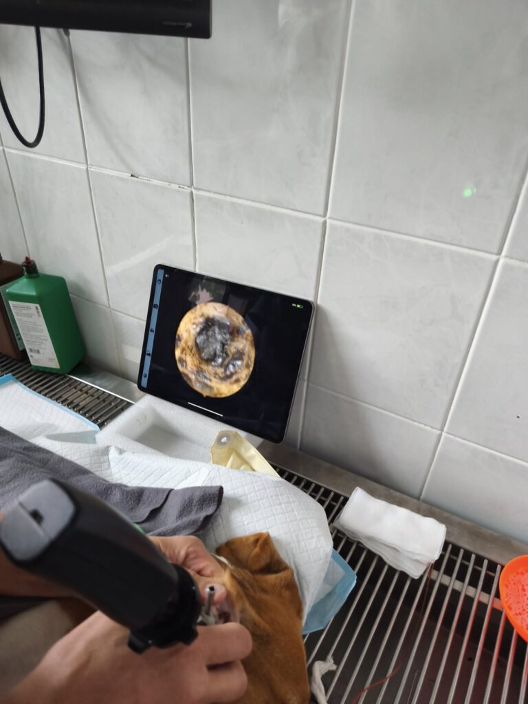 Minulé úterý vasektomie dvou bíglích chlapečků z laboratoře z božské edice Apola a Árese