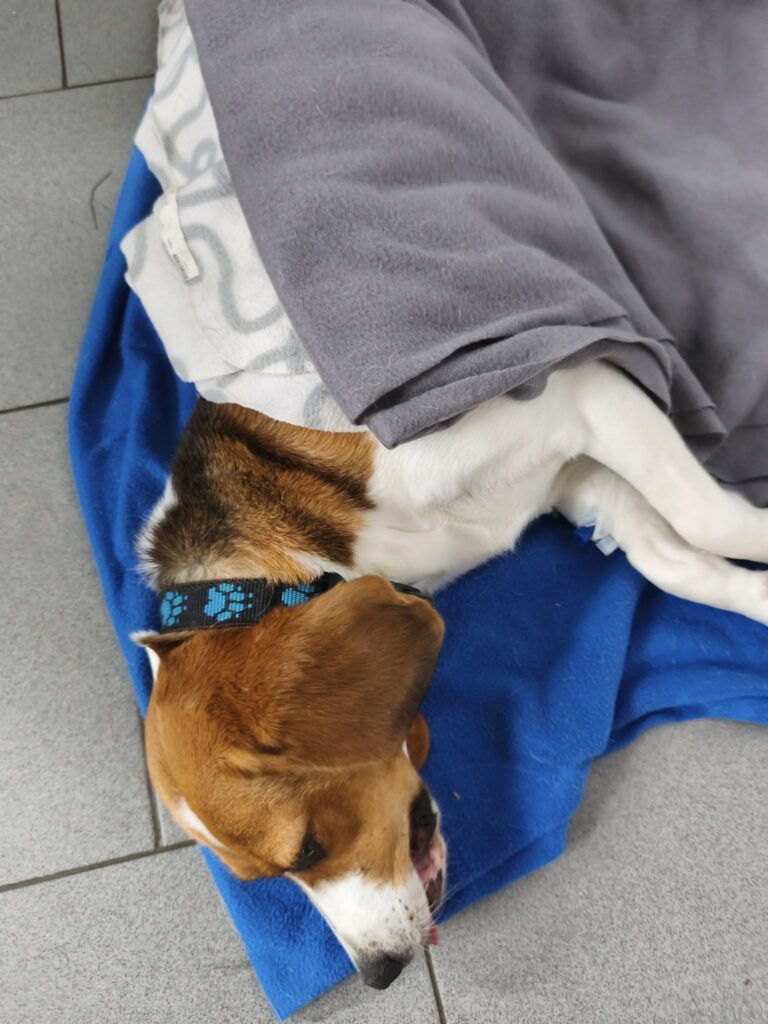 Minulé úterý vasektomie dvou bíglích chlapečků z laboratoře z božské edice Apola a Árese