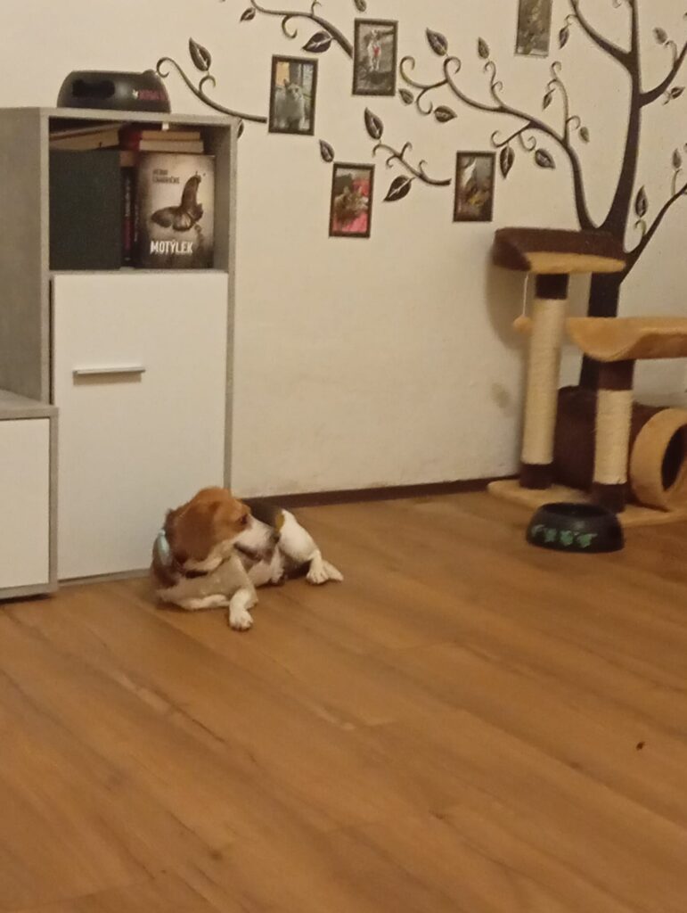 V pátek odjela do krásného nového domova Kleya, bíglička z laboratoře