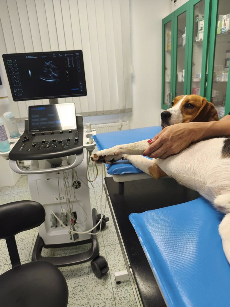 15.8. pro jistotu kardio vyšetření bíglička z laboratoře Snapea