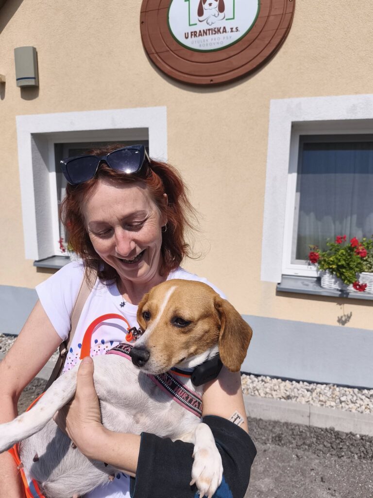 Ve čtvrtek 14.8. odjela do nového domova také Taila, bíglička z laboratoře, která byla používána k chovu