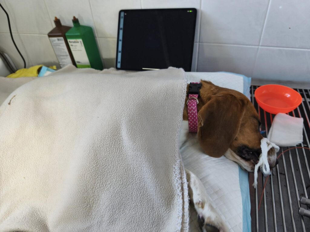 Vasektomie 2 laboratorních bíglích chlapečků Hádés a Hermés