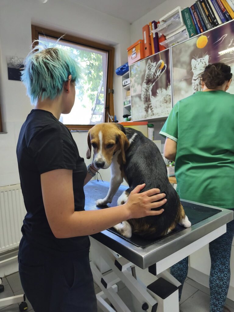 Vasektomie naposledy přivezených bigličků z laboratoře