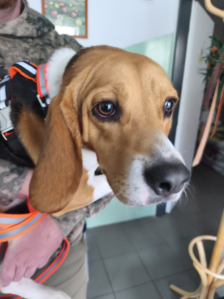 Domů odjel náš malý velký Hagrid