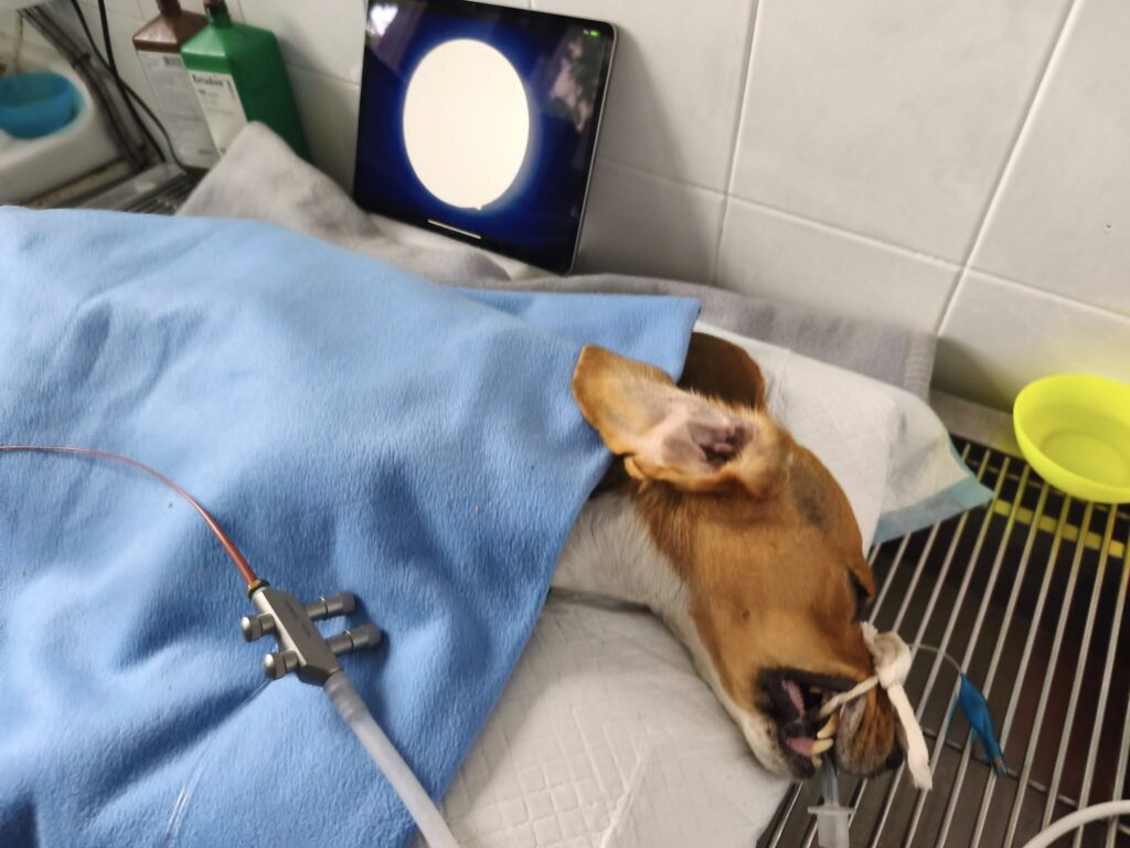 Hloubkové čištění uší a odstranění cerumenolitů Amidale a Enfys, poté Padmé, bígličky z laboratoře